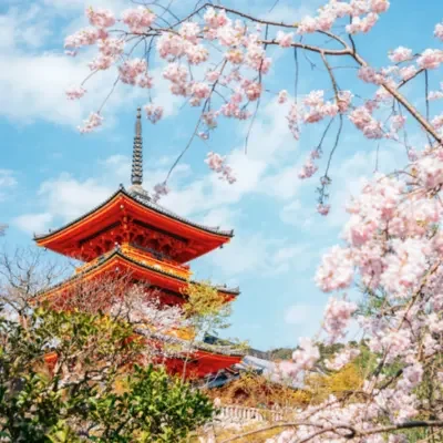 Sakura au Japon – La magie du printemps entre nature et traditions Cerisiers en fleurs au Japon avec pagode traditionnelle au printemps sakura