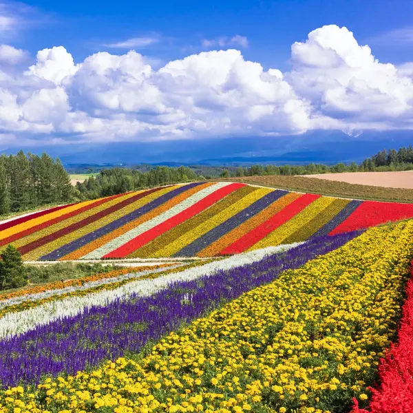 Hokkaido Champs de fleurs colorés de Furano à Hokkaido au Japon, avec montagnes et ciel nuageux en arrière-plan.